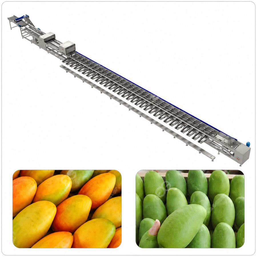 Automatic Mango Sorting Grading Line